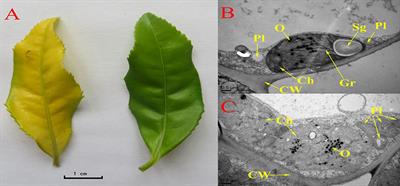 Integrated Transcriptome and Metabolic Analyses Reveals Novel Insights into Free Amino Acid Metabolism in Huangjinya Tea Cultivar